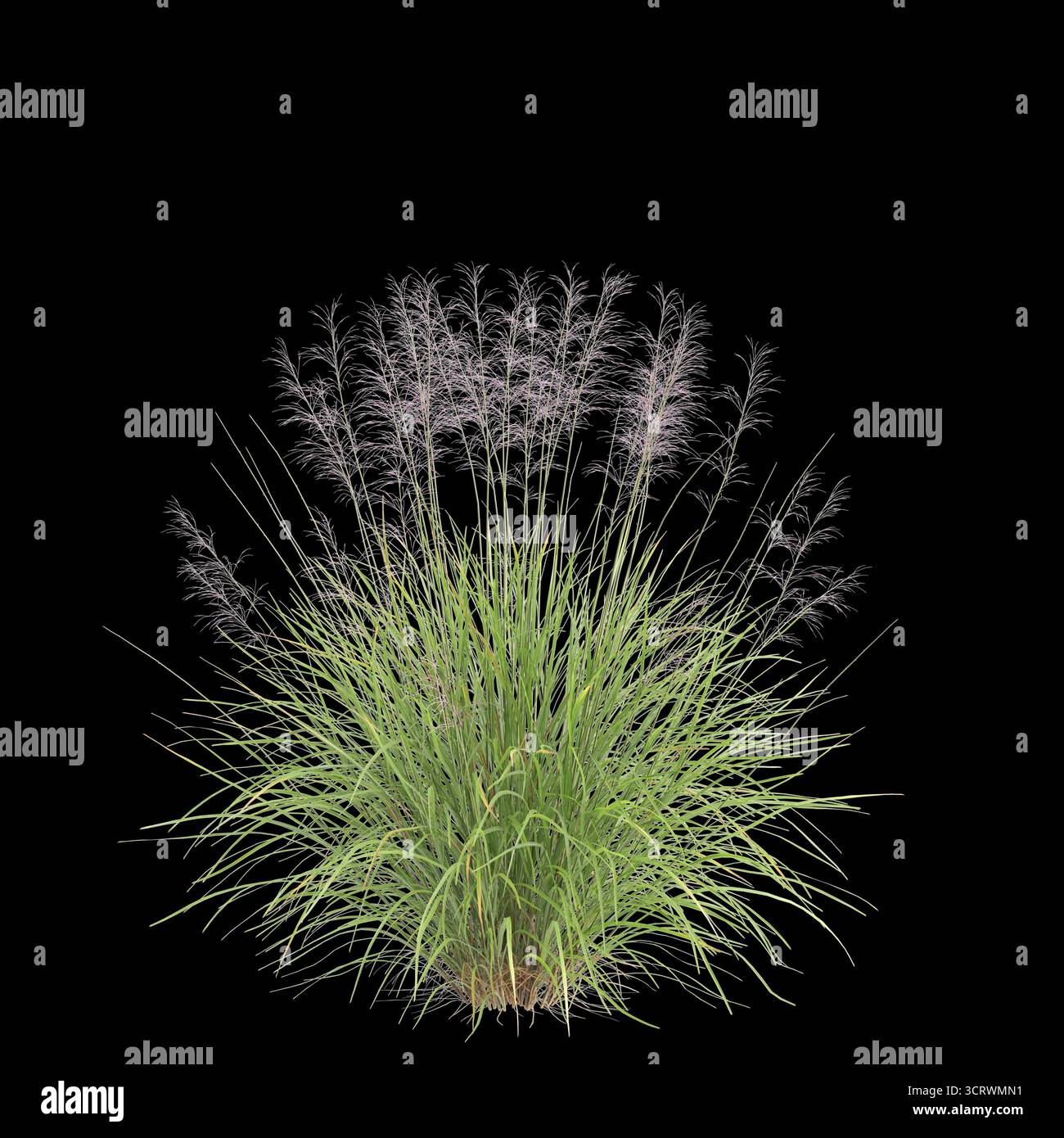 Illustrazione 3d dell'erba Bush Muhly isolata su sfondo nero Foto Stock