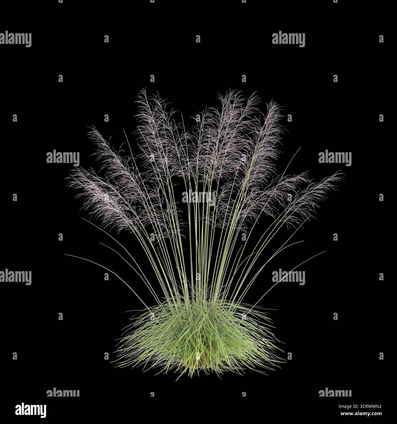 Illustrazione 3d dell'erba Bush Muhly isolata su sfondo nero Foto Stock