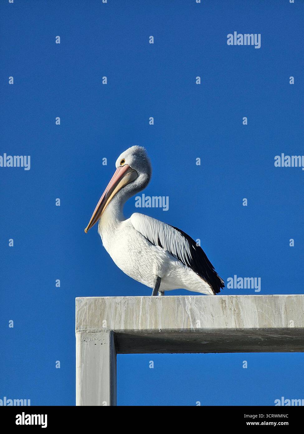 Un momento di quiete per il Great White Pelican. Foto Stock