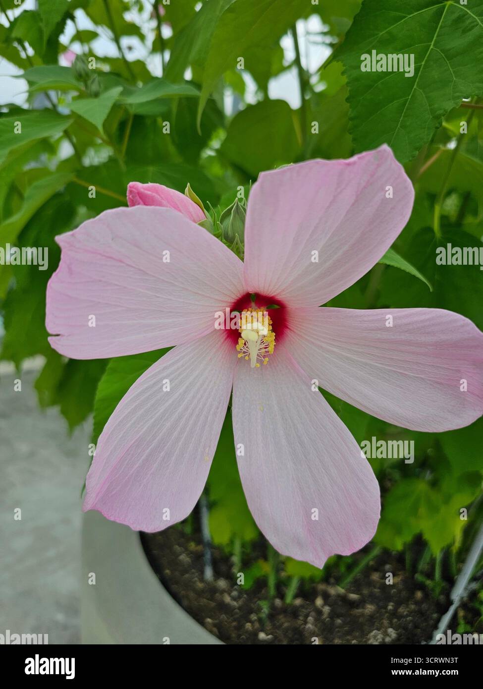 La palude Rose Mallow (Hibiscus moscheutos), nota anche come Hardy Hibiscus o Rose Mallow Foto Stock