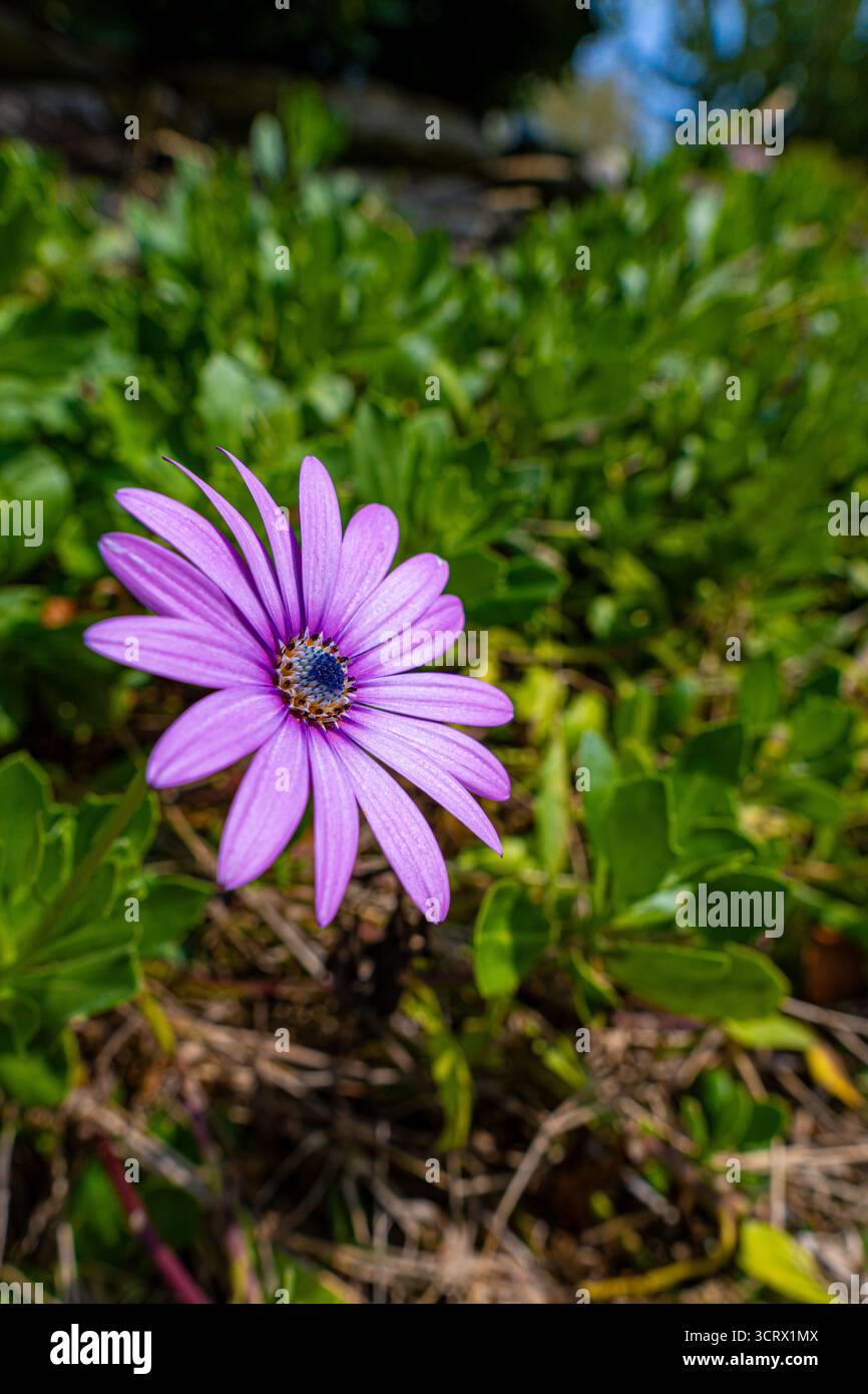 Un vibrante fiore a margherita viola si erge su un lussureggiante giardino verde, che mostra la bellezza della fioritura primaverile in natura. Foto Stock