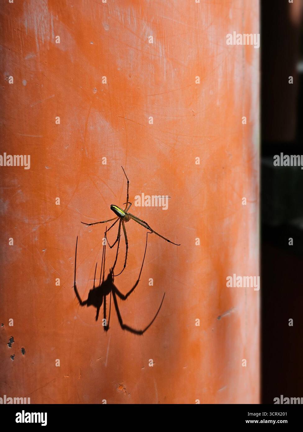 Il momento di quiete di Golden Orb-Weaver. Santuario di Fushimi Inari, Kyoto, Giappone Foto Stock