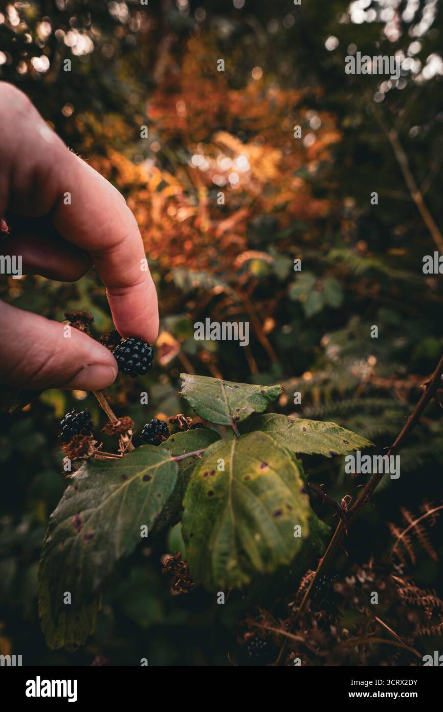 Una mano raccoglie delicatamente le more selvatiche mature da un cespuglio spinoso in una foresta autunnale, catturando l'essenza del foraggio stagionale. Foto Stock
