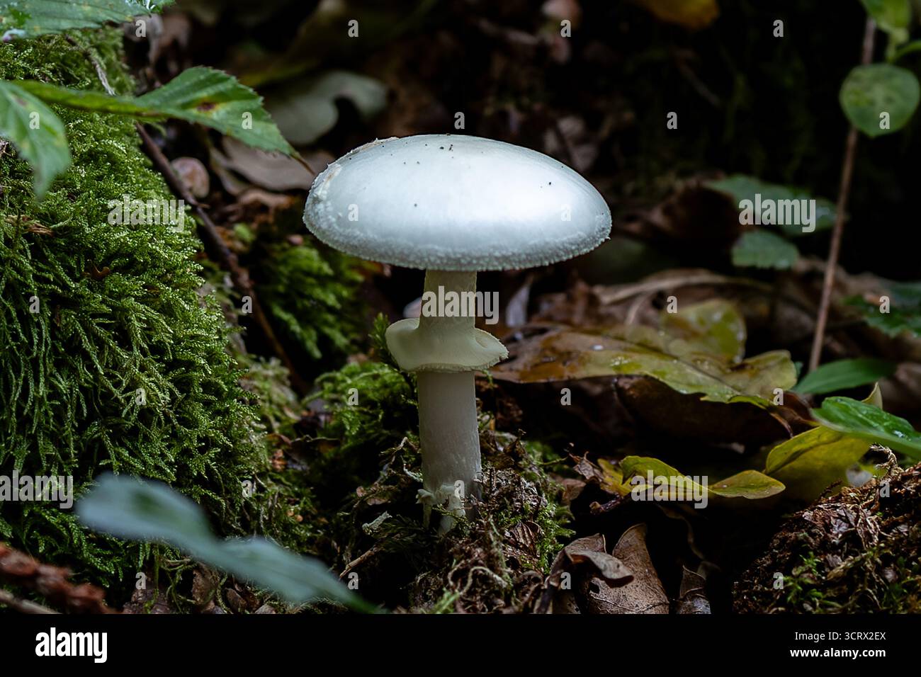 Funghi selvatici bianchi sul piano della foresta Foto Stock