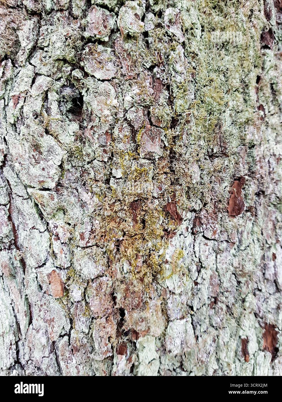 Primo piano della corteccia su un vecchio tronco di albero. Foto Stock