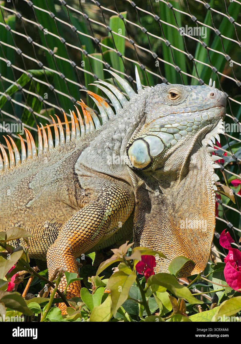 Un'iguana verde sta diventando un po' abbronzante. Foto Stock