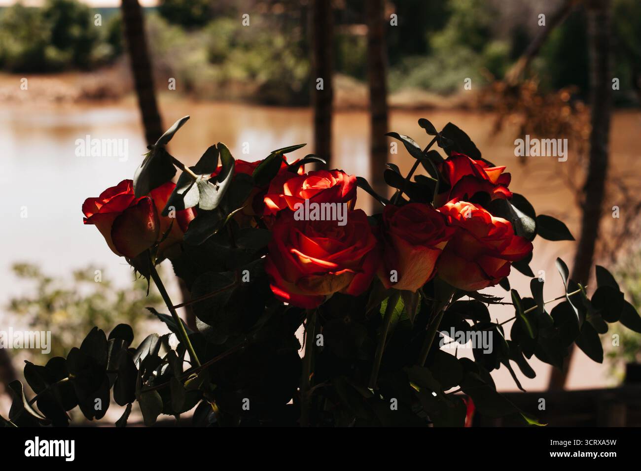 Rose su un ponte di legno che si affaccia su un fiume calmo sotto una luce rilassante. Foto Stock