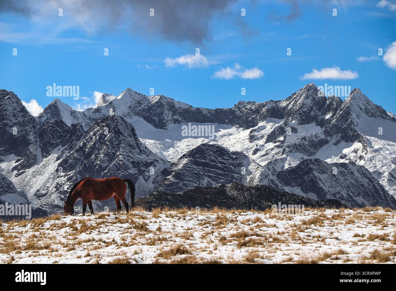 Cavallo selvaggio nelle Alpi centrali, paesaggio italiano Foto Stock