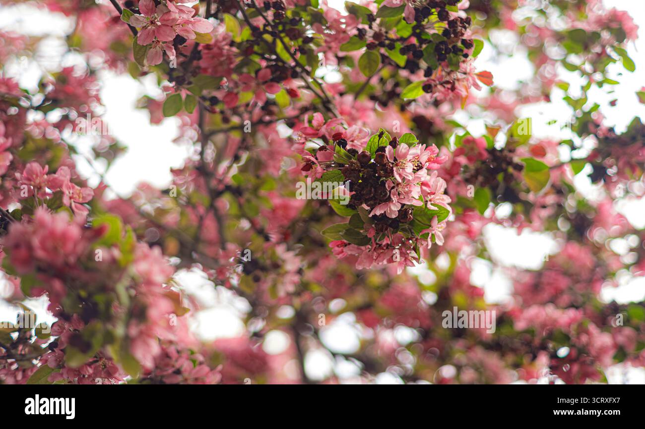Albero fiorito adornato da fiori rosa. Lo sfondo morbido migliora l'atmosfera da sogno. L'illuminazione naturale evoca l'essenza della primavera. Foto Stock