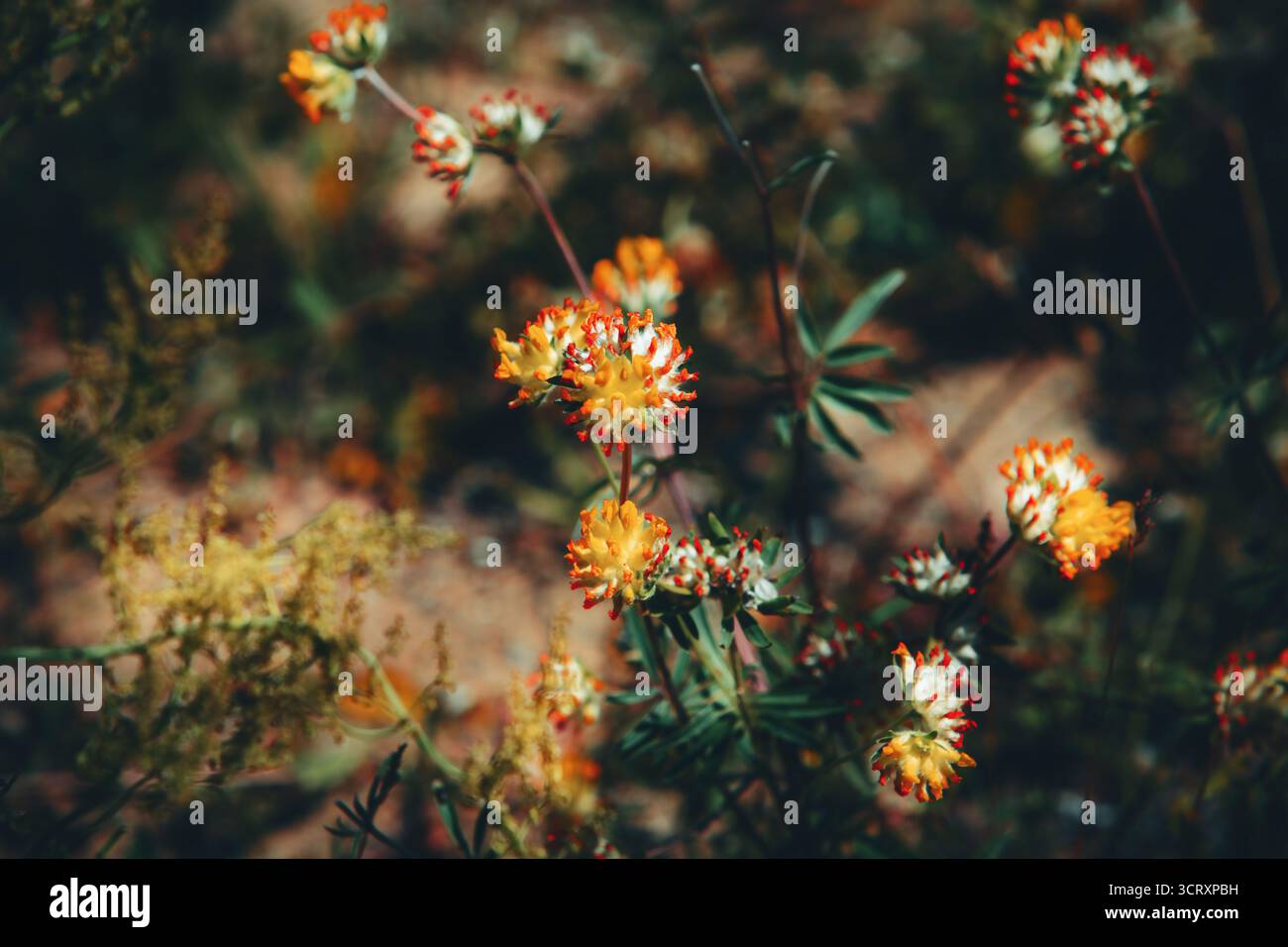 I fiori selvatici di colore giallo e rosso brillante crescono tra l'erba in un prato estivo soleggiato, creando un pittoresco paesaggio naturale. Foto Stock
