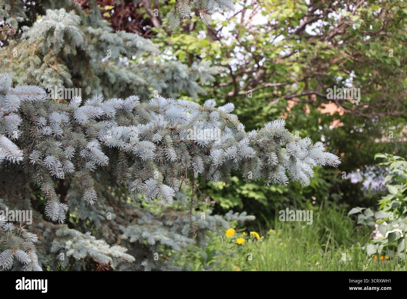 germogli freschi di crescita di nuova stagione da pasta di abete rosso blu (primo piano) Foto Stock