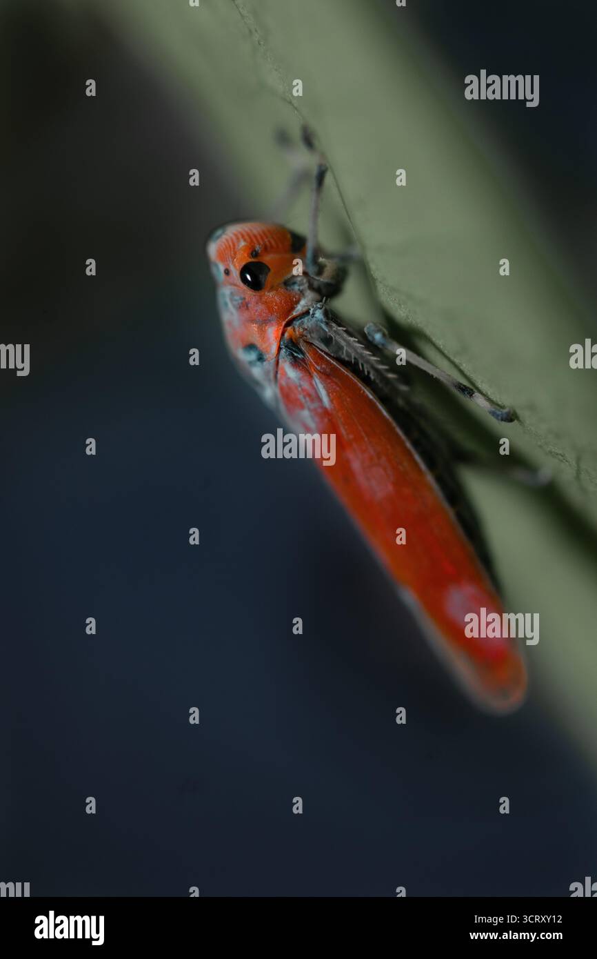 Macro Fotografia come bug e piante Foto Stock