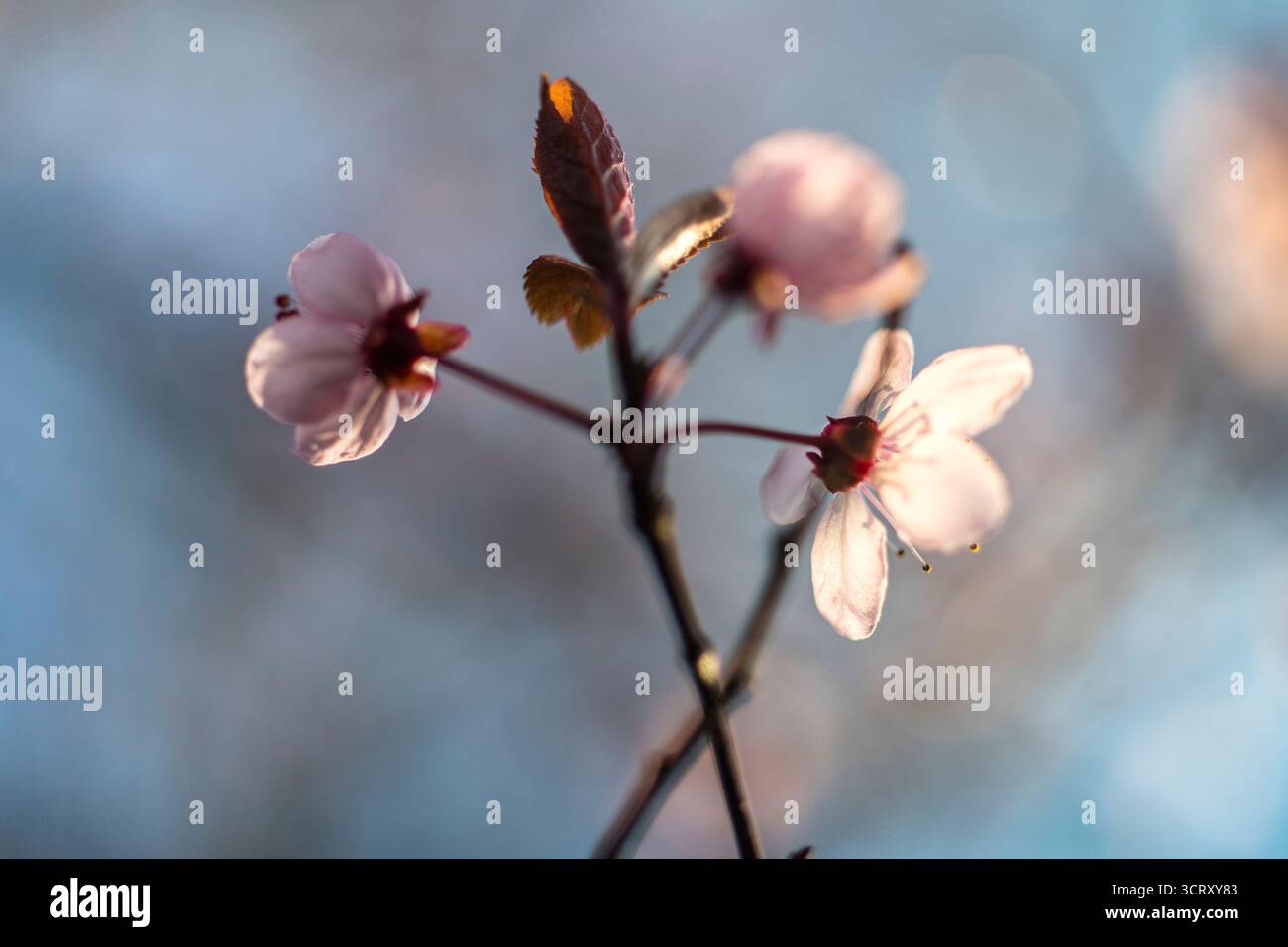 Fiore di ciliegio, noto anche come Sakura, in primavera, West Sussex, dettagli della fioritura all'inizio della primavera Foto Stock