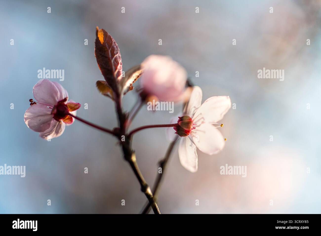 Fiore di ciliegio, noto anche come Sakura, in primavera, West Sussex, dettagli della fioritura all'inizio della primavera Foto Stock