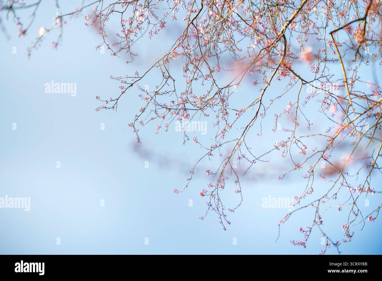 Fiore di ciliegio, noto anche come Sakura, in primavera, West Sussex, dettagli della fioritura all'inizio della primavera Foto Stock