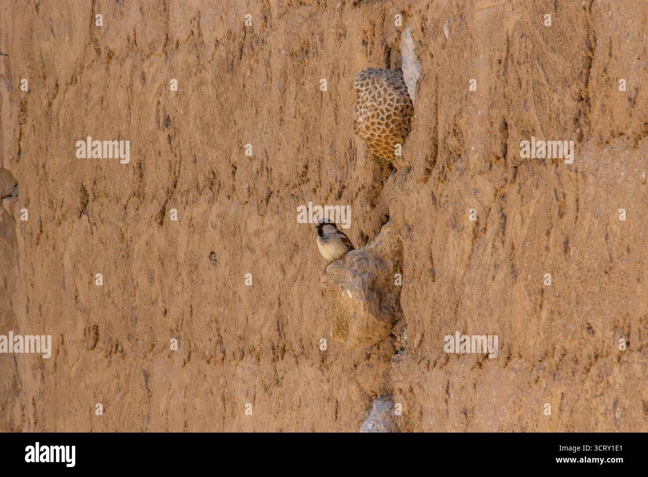Piccolo passero aruota arroccato su una pietra di un tradizionale muro di fango Foto Stock