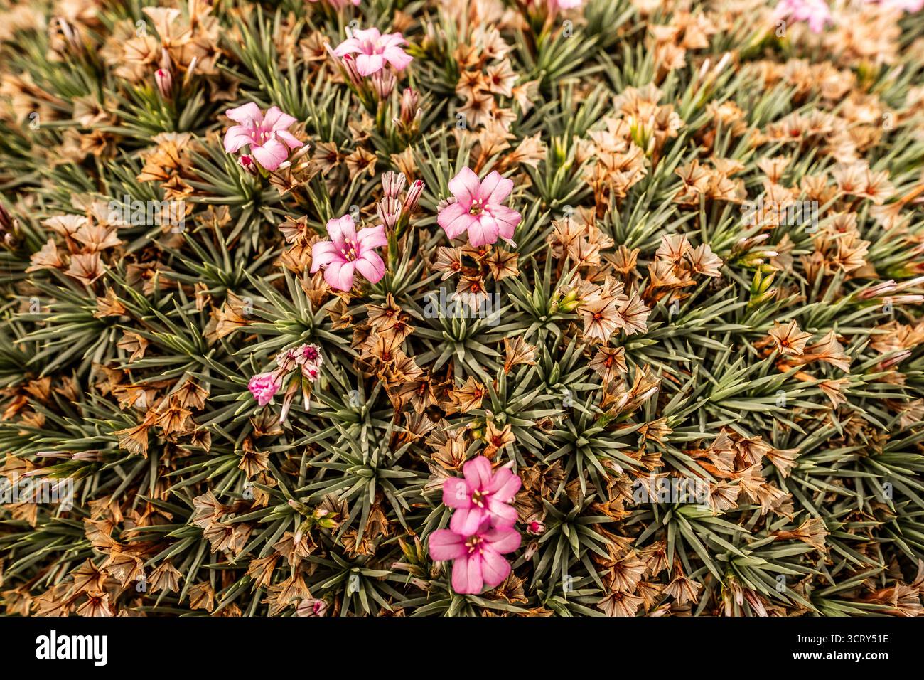 Fiori alpini da vicino Foto Stock