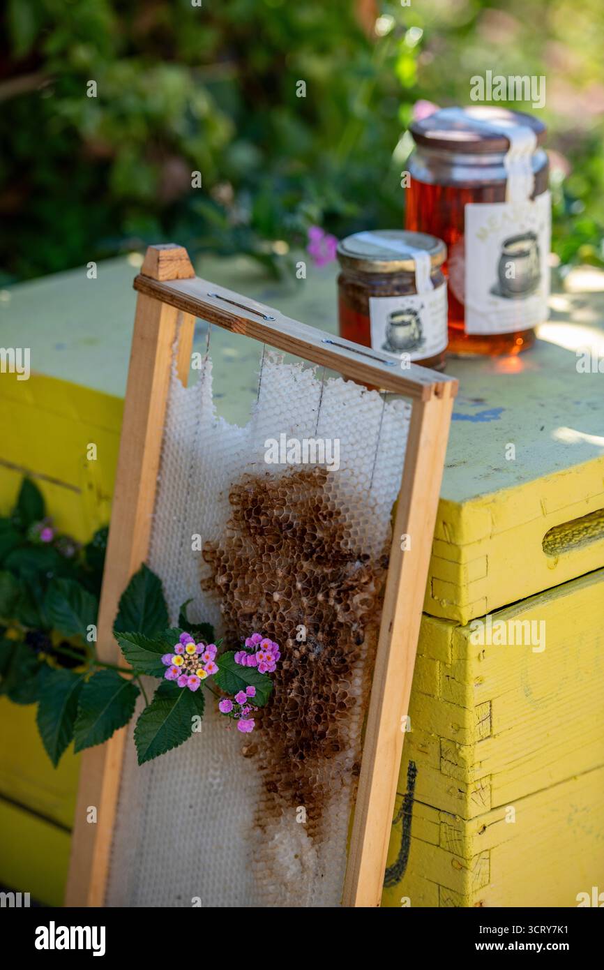 Tradizionale produttore greco di miele con favo di miele e barattoli di miele in un alveare a Zante o Zante in Grecia Foto Stock