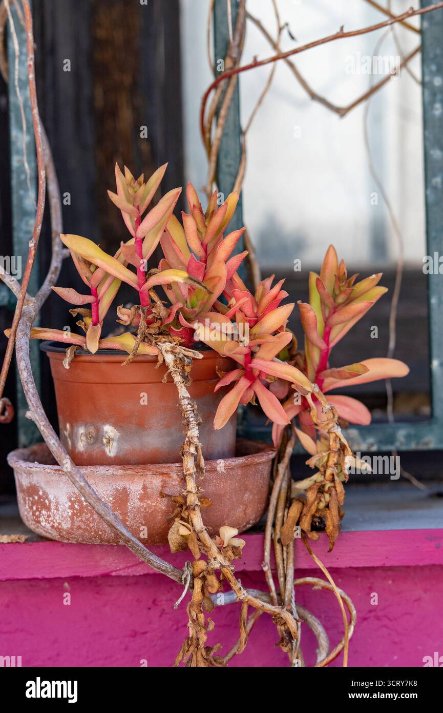 Impianto di fuoco di Crassula Capitella coltivato sul ciglio della strada sull'isola greca di Zante o Zante in Grecia. Foto Stock