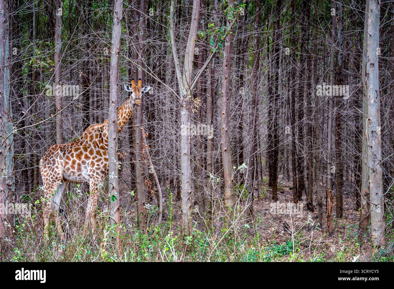Giraffa in una foresta vicino a Santa Lucia, Sudafrica Foto Stock