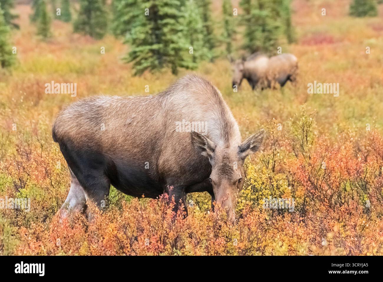 Nord America; Stati Uniti; Alaska; Denali National Park; autunno; fauna selvatica; alce; Alces alces gigas; mucca; Foto Stock