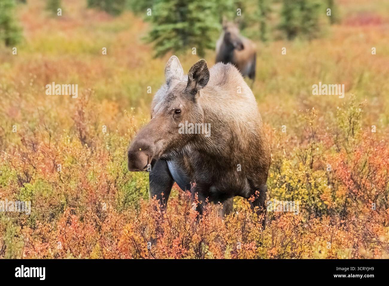 Nord America; Stati Uniti; Alaska; Denali National Park; autunno; fauna selvatica; alce; Alces alces gigas; mucca; Foto Stock