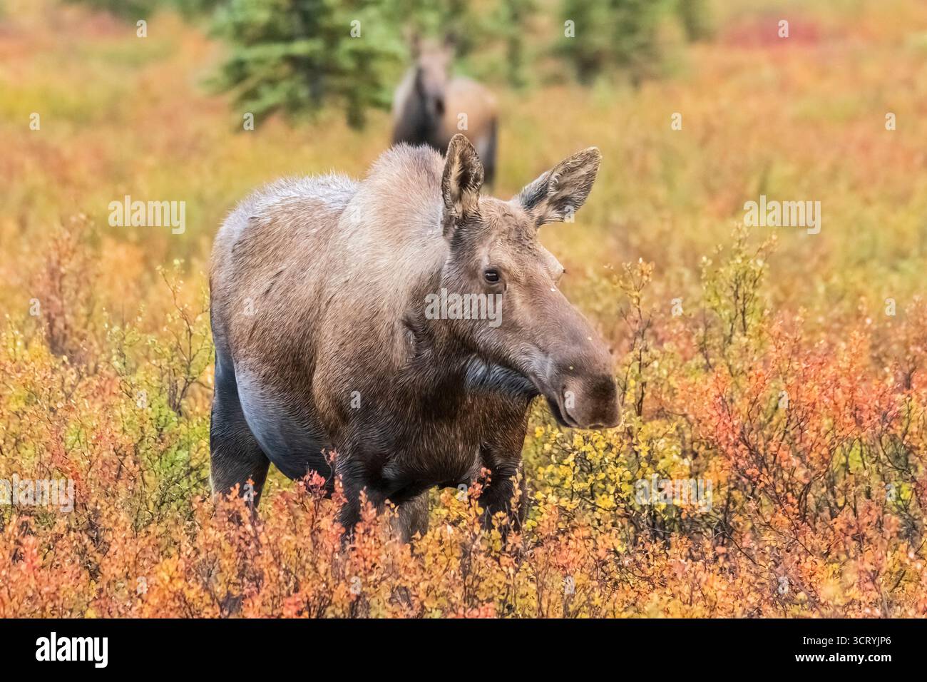 Nord America; Stati Uniti; Alaska; Denali National Park; autunno; fauna selvatica; alce; Alces alces gigas; mucca; Foto Stock