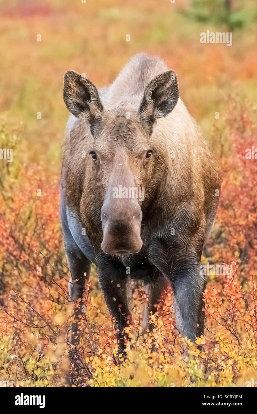 Nord America; Stati Uniti; Alaska; Denali National Park; autunno; fauna selvatica; alce; Alces alces gigas; mucca; Foto Stock