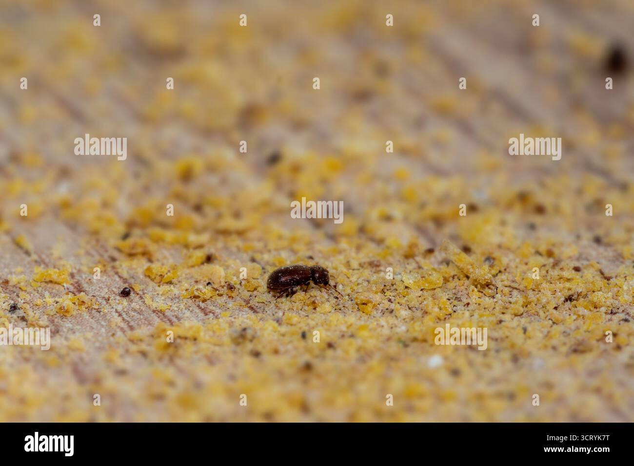 Primo piano dello Stegobium paniceum, noto come coleottero della farmacia, strisciando in farina e alimenti secchi, insetto comune domestico e di conservazione. Foto Stock