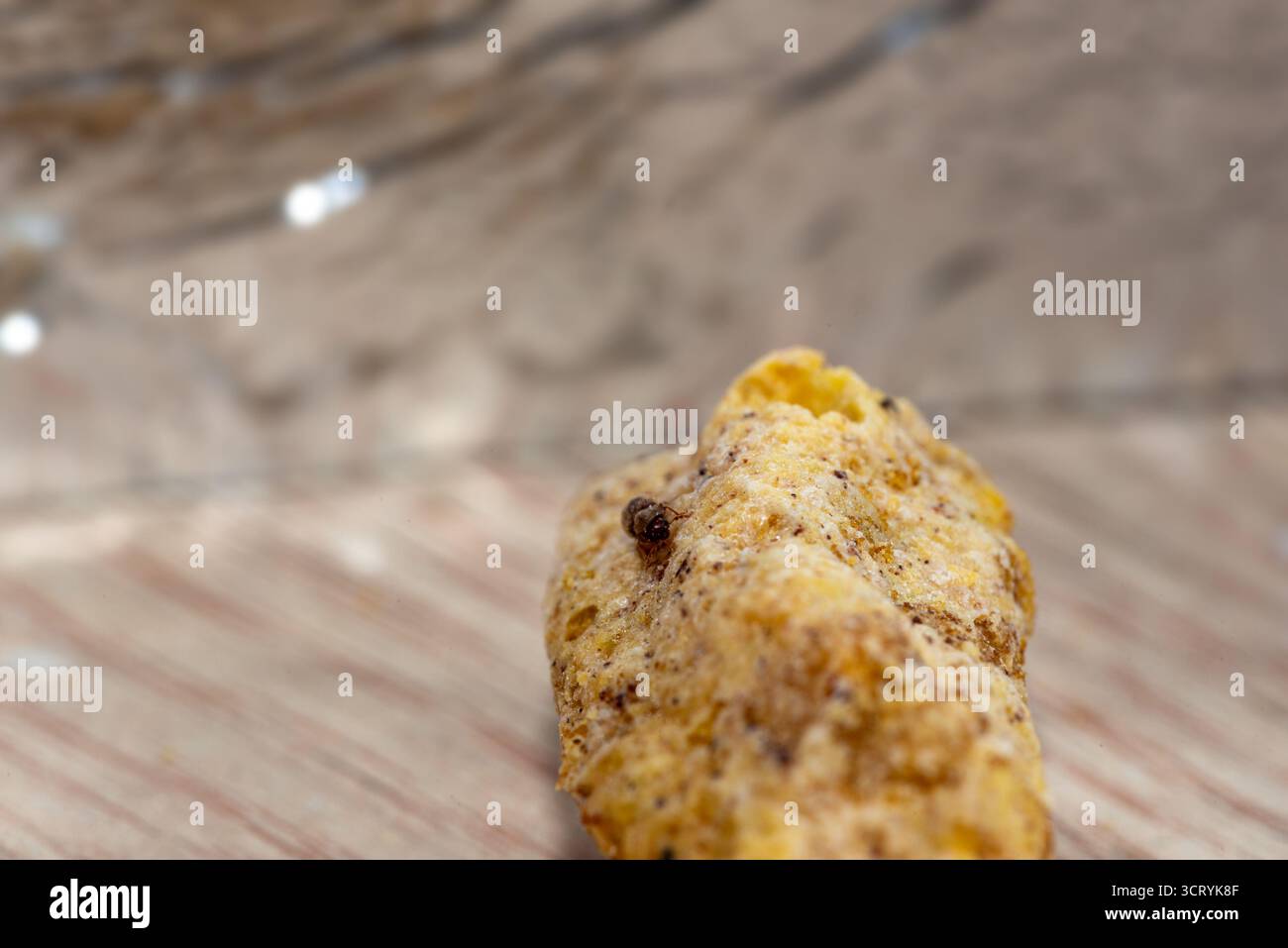 Primo piano dello Stegobium paniceum, noto come coleottero della farmacia, strisciando in farina e alimenti secchi, insetto comune domestico e di conservazione. Foto Stock