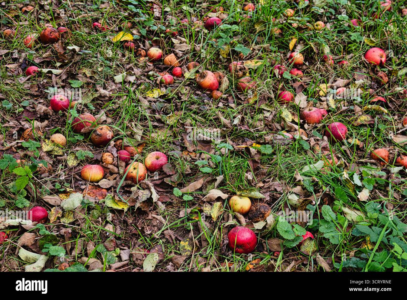 Mele marce cadute a terra nel frutteto autunnale con foglie secche e erba verde Foto Stock