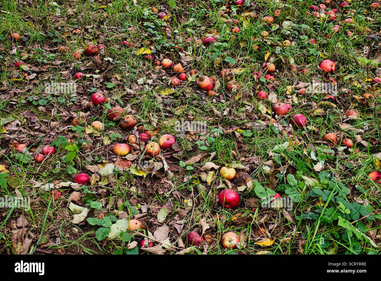 Mele marce cadute a terra nel frutteto autunnale con foglie secche e erba verde Foto Stock