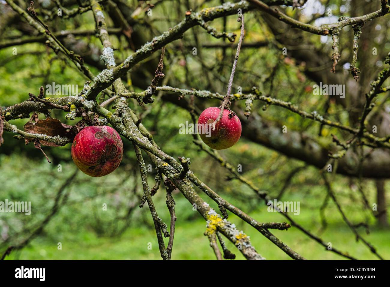 Mele malate appese ai rami degli alberi nel frutteto autunnale da vicino Foto Stock