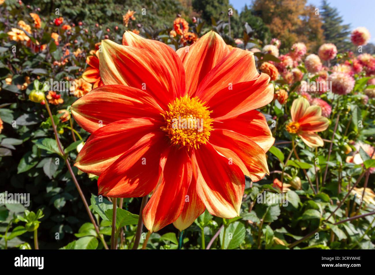 Primo piano estremo di uno splendido fiore singolo di dahlia in vibranti tonalità arancio e giallo, che fiorisce alla luce del sole in mezzo a un grande letto da giardino di dalie Foto Stock