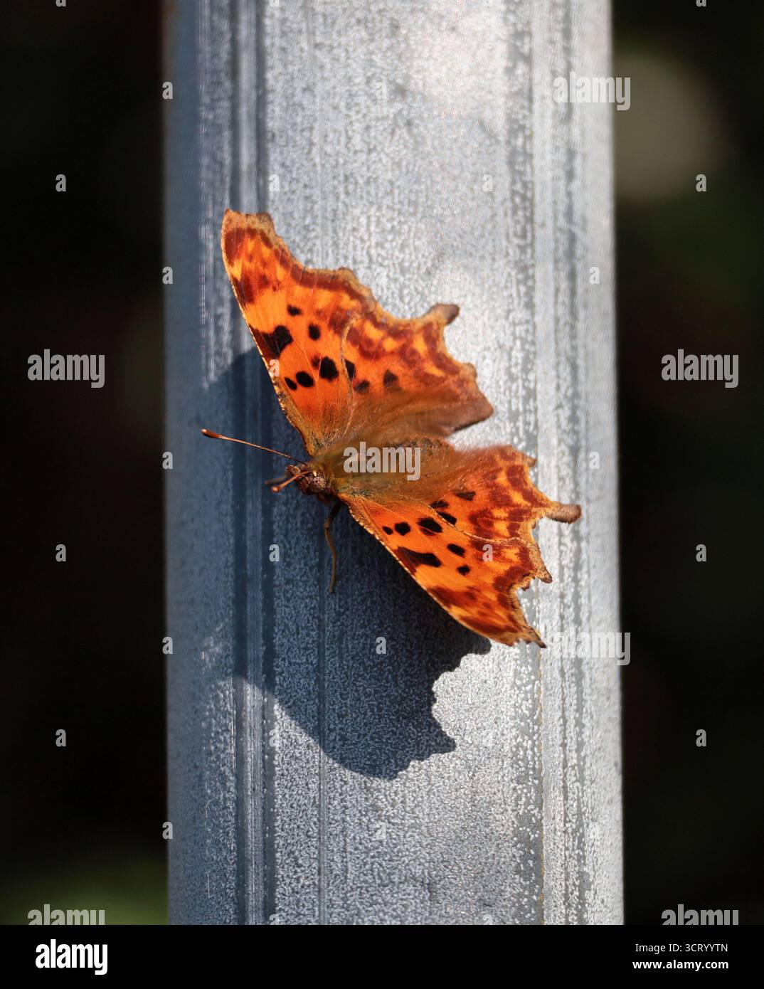 Una farfalla di comma appoggiata su un palo metallico nel Sussex Foto Stock