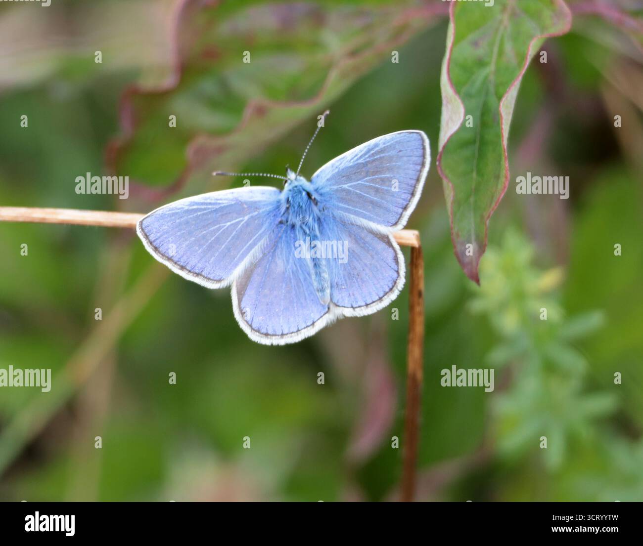 Una farfalla blu comune nel Sussex Foto Stock