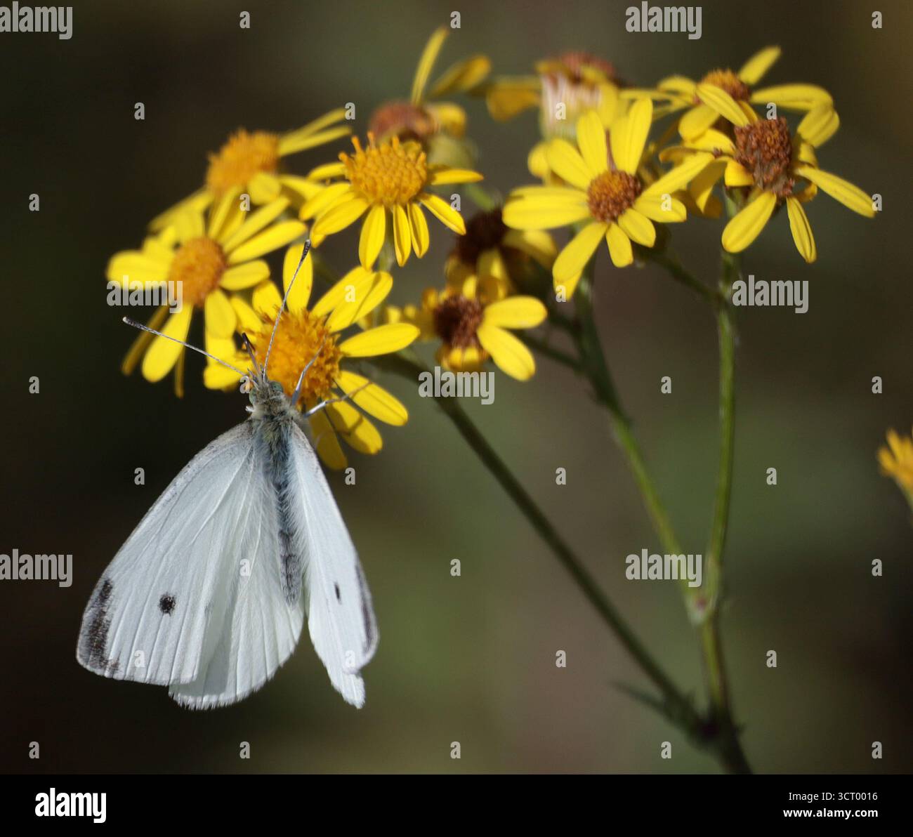 Una grande farfalla bianca che si nutre nel Sussex Foto Stock