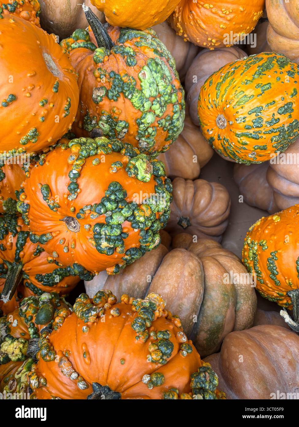 Squash e zucche in una bancarella in un mercato agricolo vicino ad Halloween Foto Stock