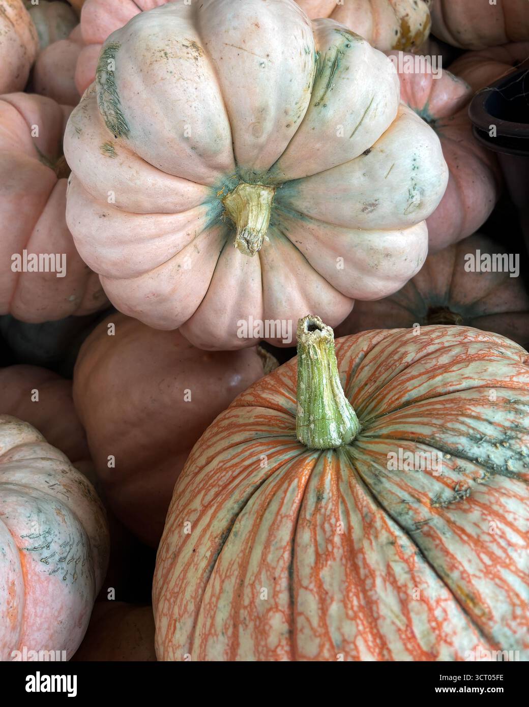 Squash e zucche in una bancarella in un mercato agricolo vicino ad Halloween Foto Stock