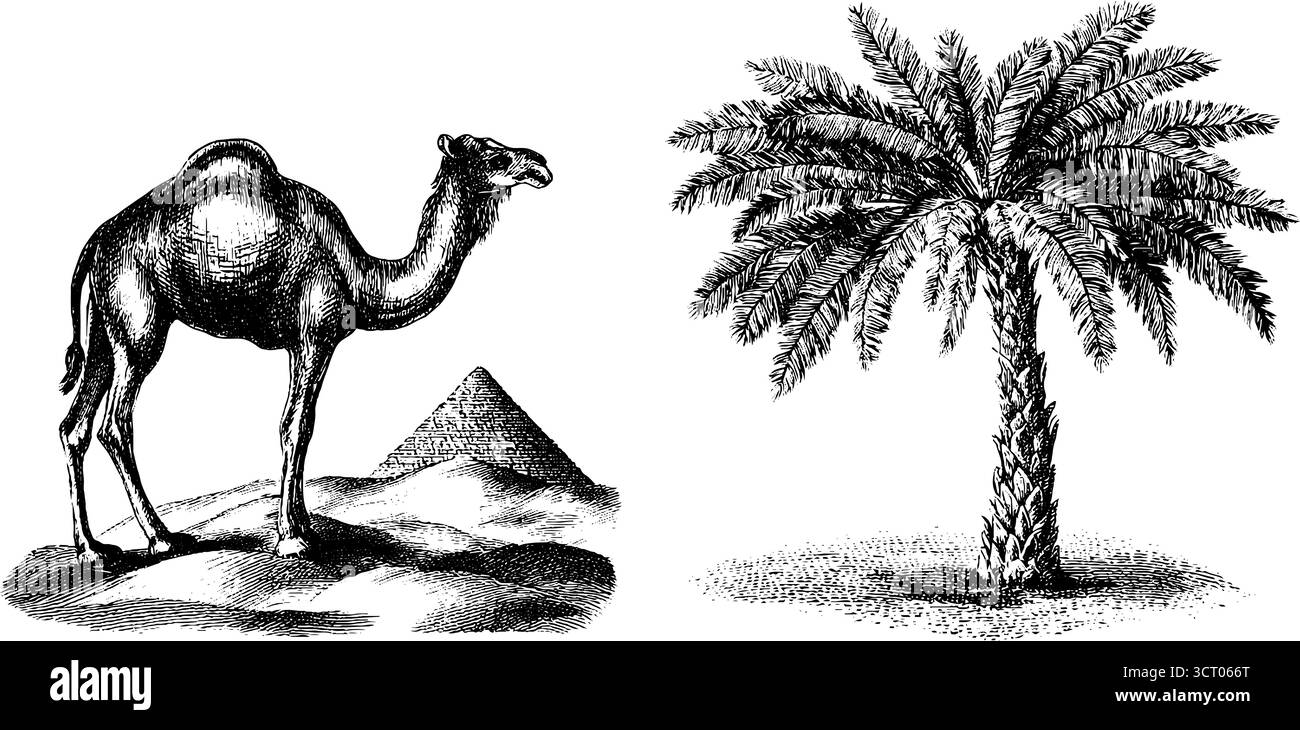 Viaggio nel deserto, set disegnato a mano con cammello e palma per un design vintage. Illustrazione Vettoriale