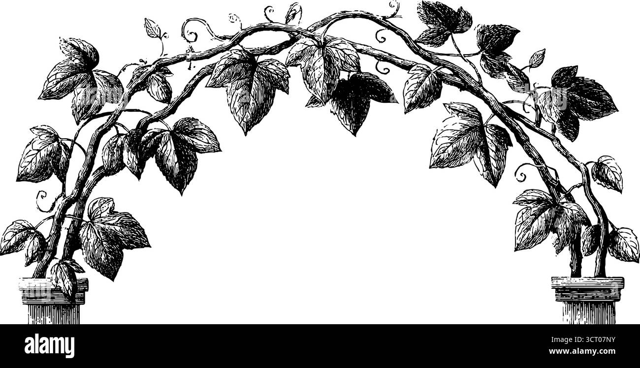 Illustrazione con incisione vintage di un arco rotto con edera per un design e un arredamento retrò. Illustrazione Vettoriale