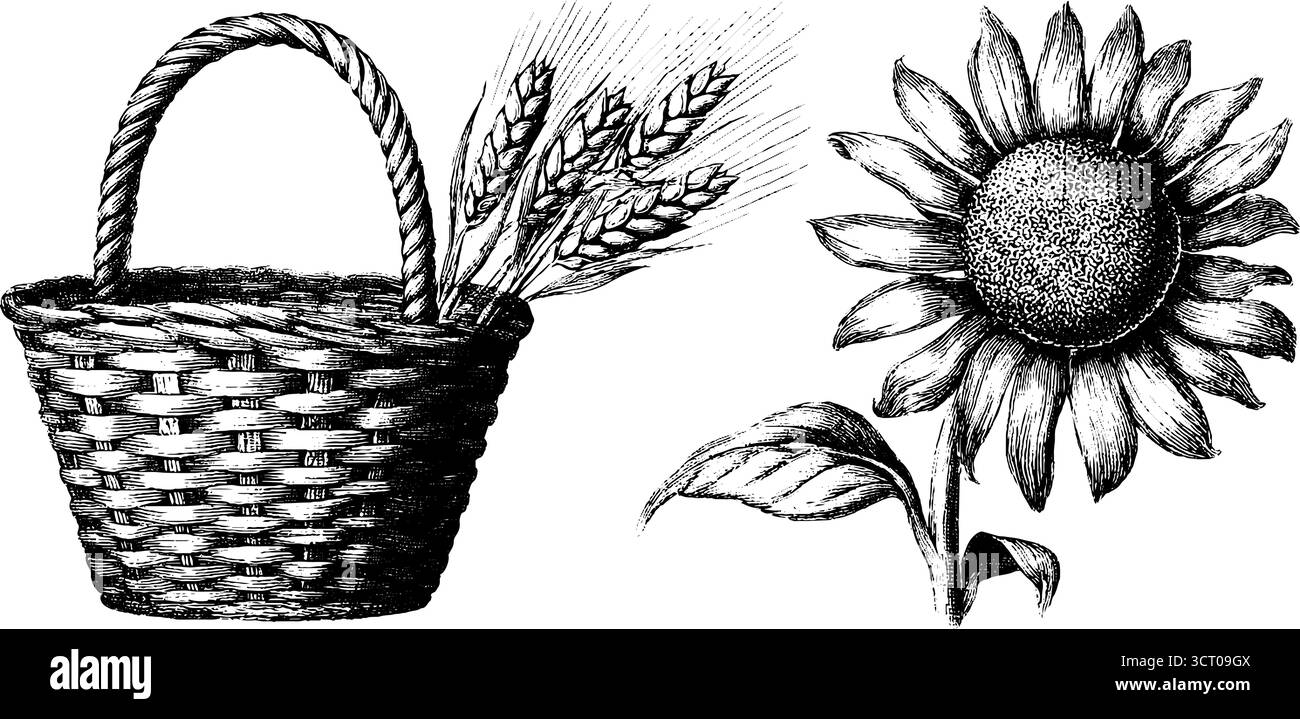 Cestino vintage e incisione di girasole per un arredo e un design rustici. Illustrazione Vettoriale