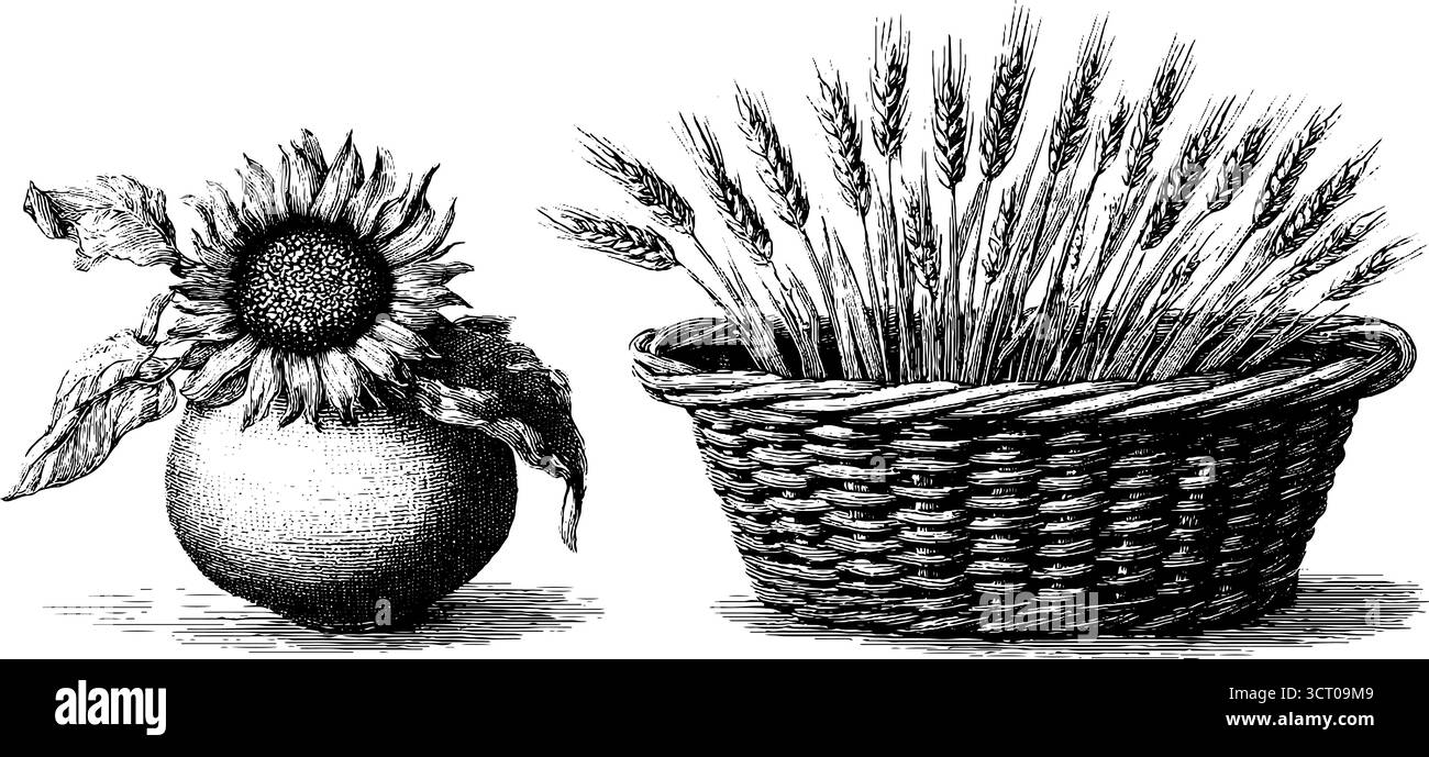 Set di illustrazioni vintage incise con cesto di raccolta con frumento e girasole per il design autunnale. Illustrazione Vettoriale