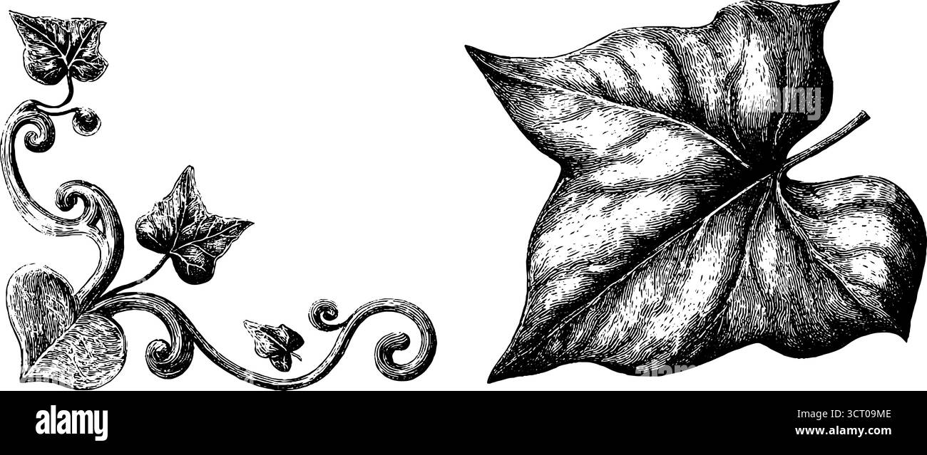 Collezione vintage di ornamenti angolari con cornice incisa disegnata a mano per il design. Illustrazione Vettoriale