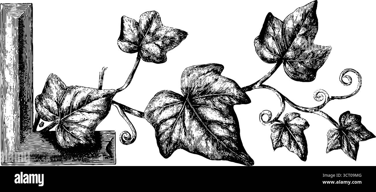 Incisione vintage di un angolo ornamentale con motivo a foglia per decorazioni di design. Illustrazione Vettoriale