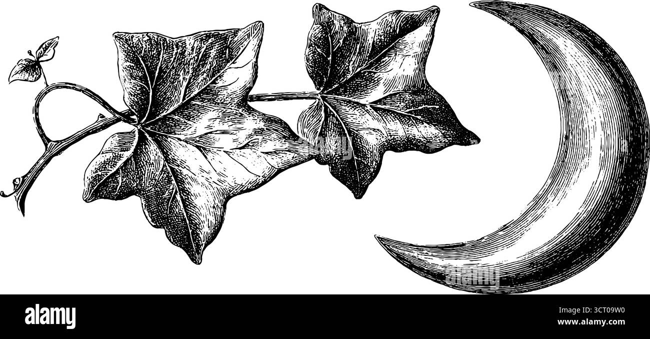 Illustrazione vintage incisa di foglie d'edera e luna crescente, perfetta per progetti di design retrò. Illustrazione Vettoriale
