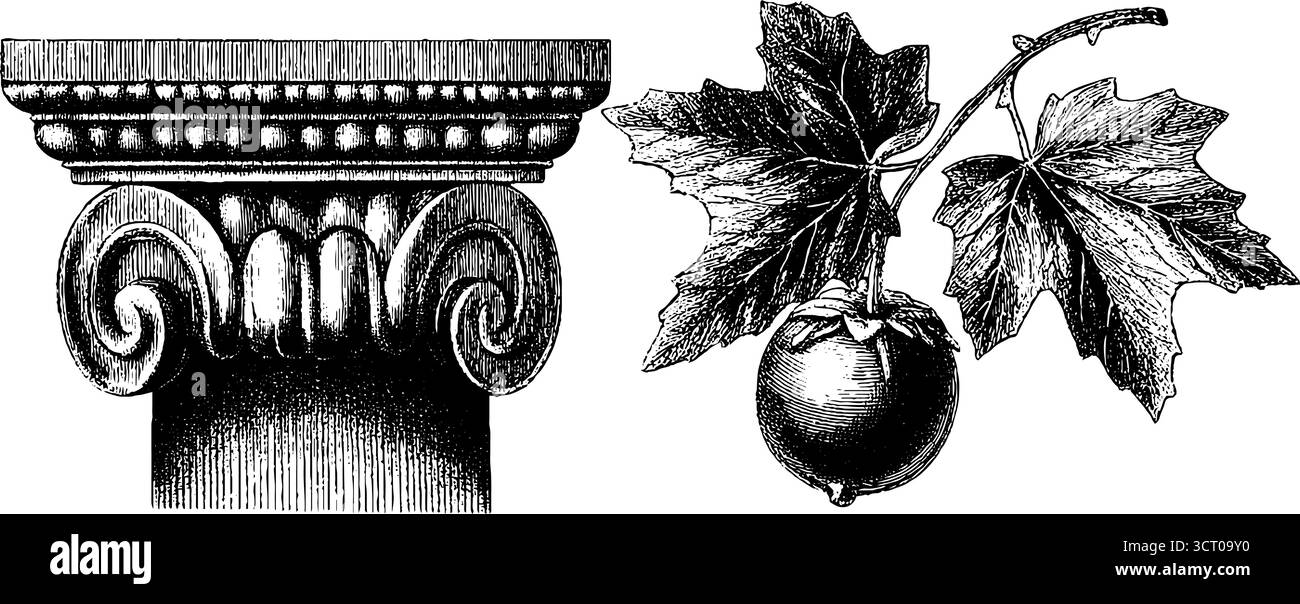 Collezione di ornamenti chiave greci ed elementi botanici per il design e la decorazione. Illustrazione Vettoriale