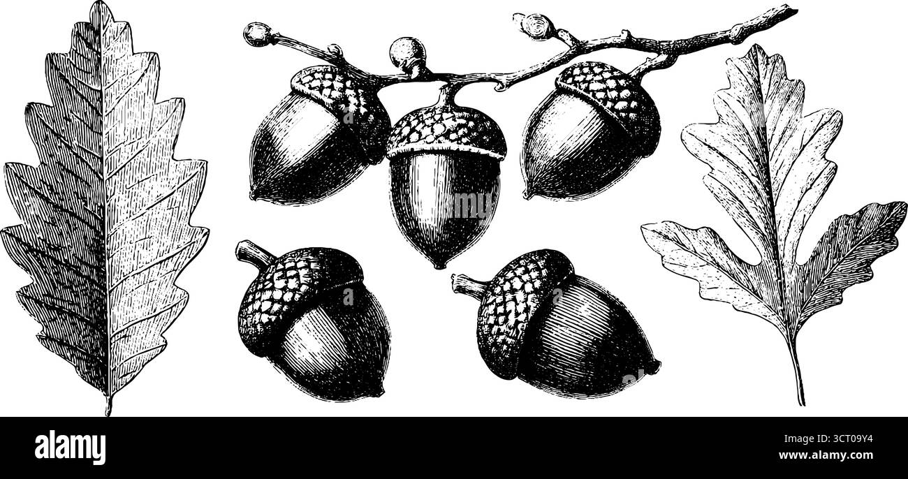 Set di illustrazioni vintage incise di ghiande e foglie di quercia per design botanico. Illustrazione Vettoriale