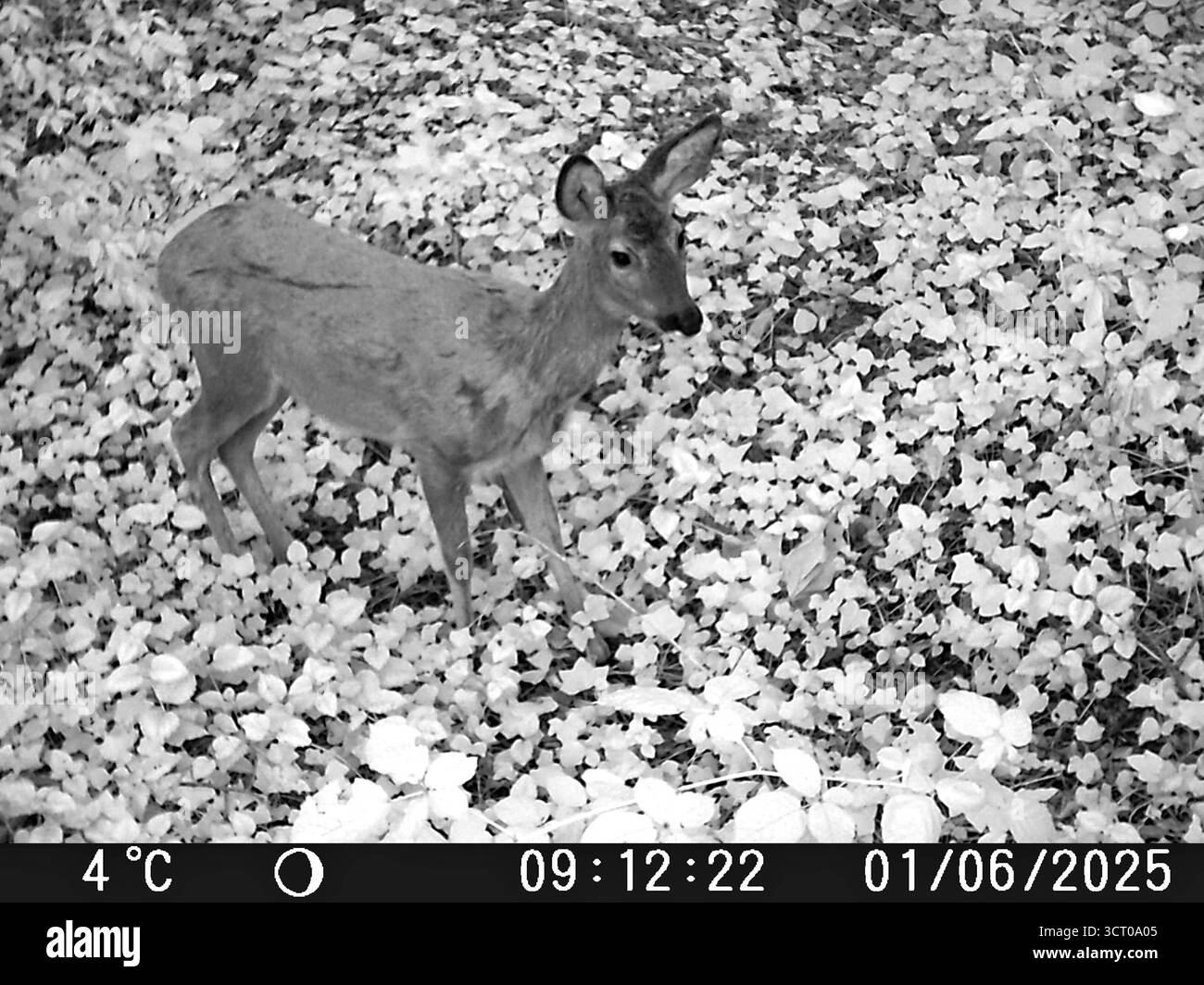 Wildtiere in der Fotofalle Eine Wild- oder auch Jagdkamera, Die bei jedem Wetter mittels Bewegungsmelder Video und auch Fotoaufnahmen macht und in der Nacht automatisch auf Infrarotaufnahmen umstellt zeigt ein Reh *** animali selvatici nella trappola fotografica Una macchina fotografica o da caccia che utilizza rilevatori per scattare video e foto automaticamente in tutti gli interruttori notturni a infrarossi Foto Stock