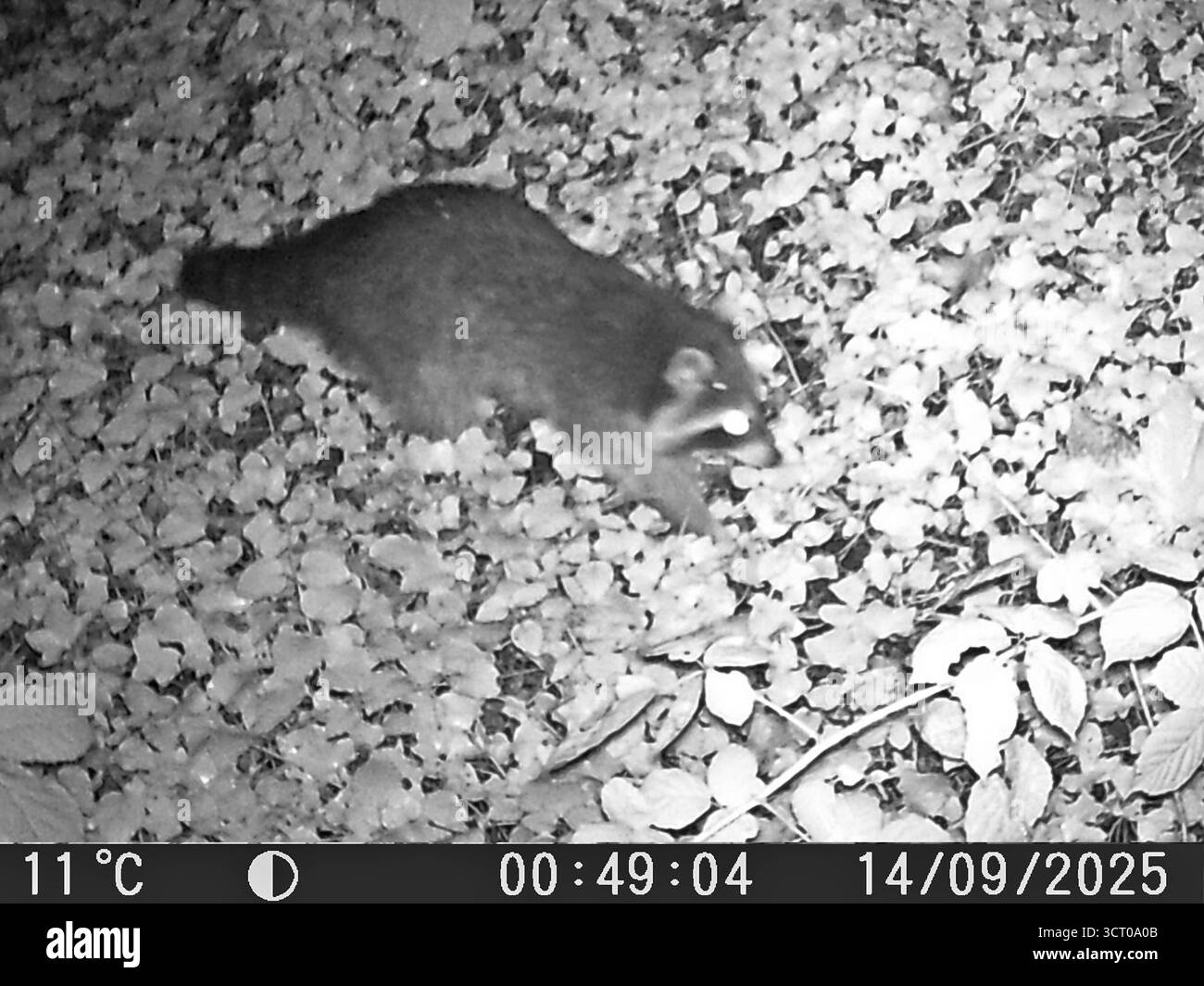 Wildtiere in der Fotofalle Eine Wild- oder auch Jagdkamera, Die bei jedem Wetter mittels Bewegungsmelder Video und auch Fotoaufnahmen macht und in der Nacht automatisch auf Infrarotaufnahmen umstellt zeigt einen Waschbär *** animali selvatici nella trappola fotografica Una macchina fotografica per la fauna selvatica o la caccia che utilizza i rilevatori per scattare video e le foto e le sveglie automaticamente la notte Foto Stock